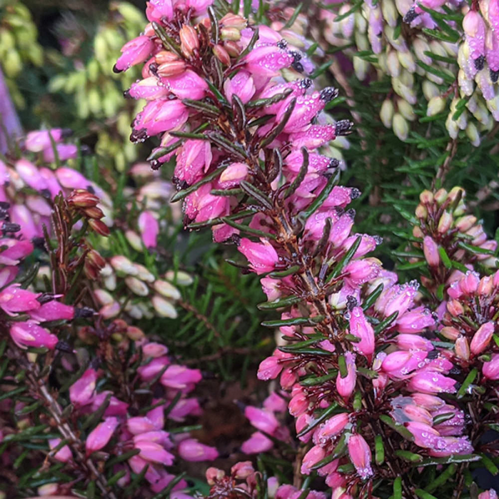 Erica carnea Nathalie (9cm)