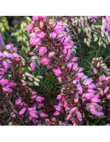 Erica carnea Nathalie (9cm)