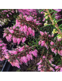 Erica carnea Nathalie (9cm)