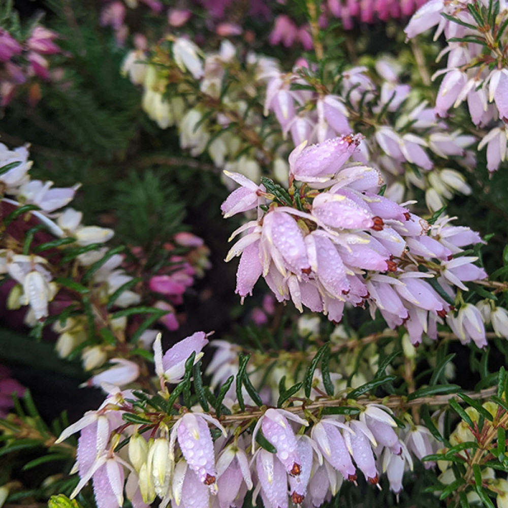 Erica carnea Pink Spangles (9cm) Erica carnea Pink Spangles (9cm)