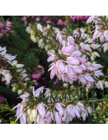 Erica carnea Pink Spangles (9cm) Erica carnea Pink Spangles (9cm)