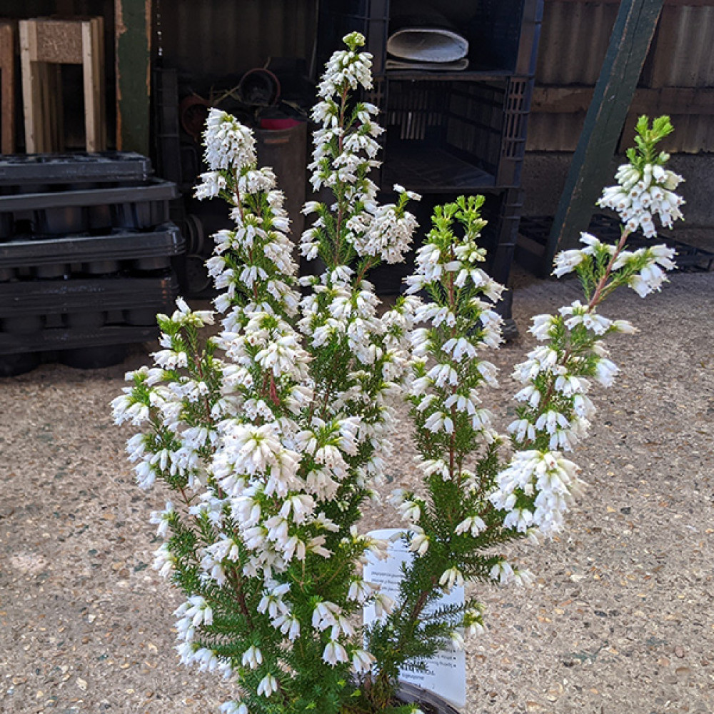 Erica arborea f. albiflora Polar Express (3lt)