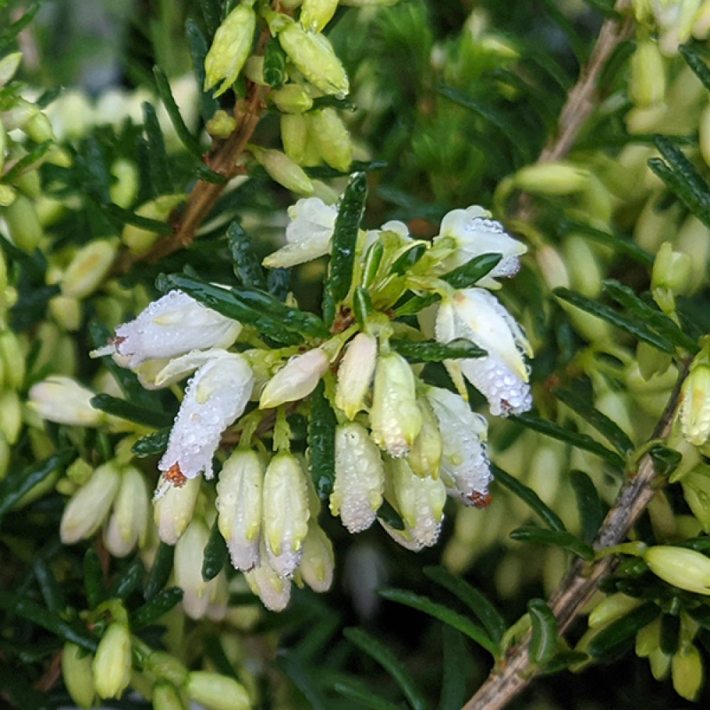 Erica carnea f. alba Snowbelle (0.8lt)