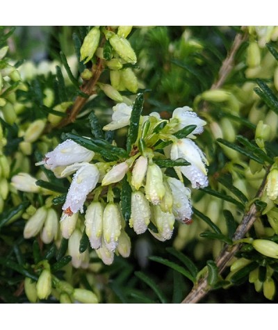 Erica carnea f. alba Snowbelle (0.8lt)