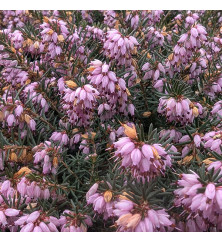Erica x darleyensis Darley Dale (2lt)
