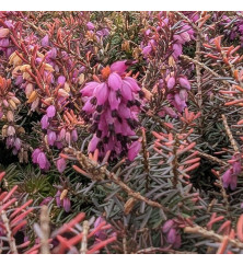 Erica x darleyensis Eva Gold (2lt)
