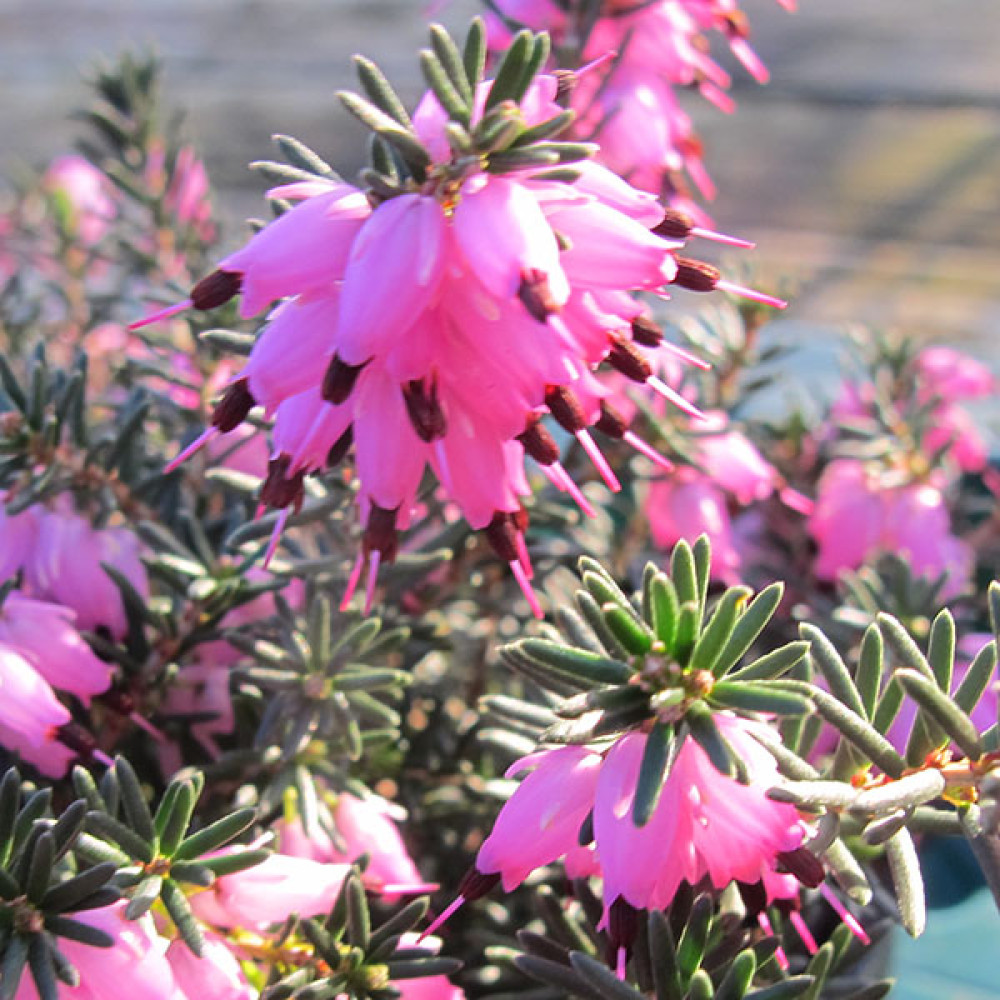 Erica x darleyensis Furzey (0.8lt) Erica x darleyensis Furzey (0.8lt)