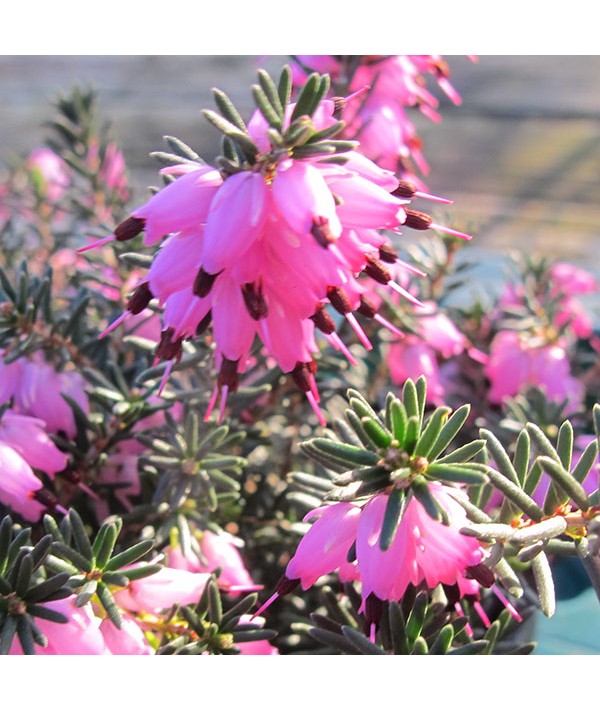 Erica x darleyensis Furzey (2lt)