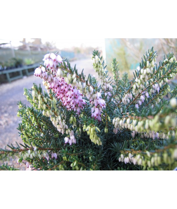 Erica x darleyensis Ghost Hills (2lt)