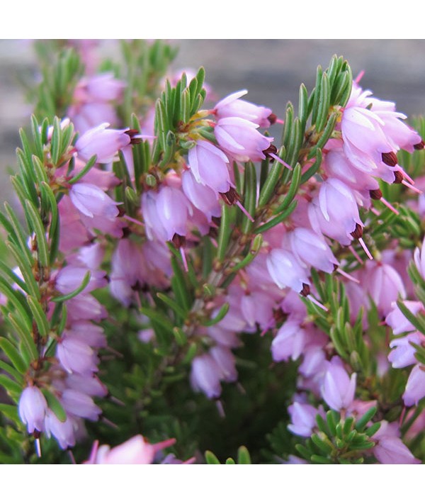 Erica x darleyensis Jenny porter (0.8lt) Erica x darleyensis Jenny porter (0.8lt)