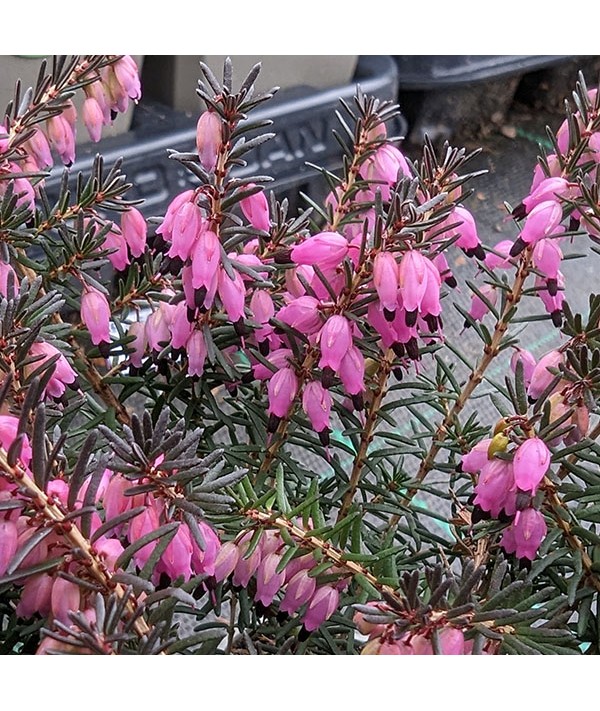 Erica x darleyensis Lena (2lt)