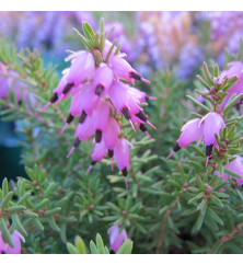 Erica x darleyensis Mary Helen (2lt)