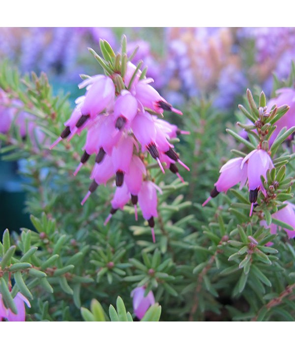 Erica x darleyensis Mary Helen (2lt)