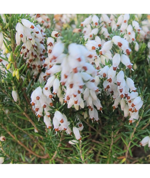 Erica x darleyensis W.T.Ratcliff (0.8lt)