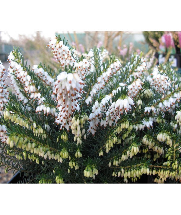 Erica x darleyensis White Perfection (0.8lt) Erica x darleyensis White Perfection (0.8lt)