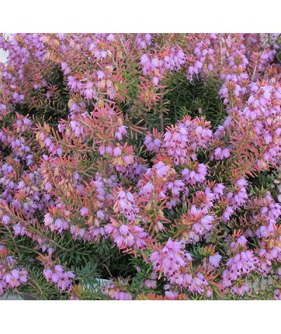 Erica x darleyensis Mary Helen (2lt)