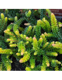 Erica x stuartii Irish Orange (1lt)