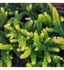 Erica x stuartii Irish Orange (1lt)
