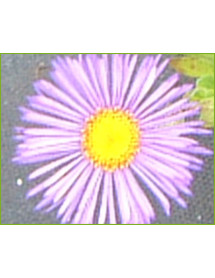 Erigeron Darkest of All (1lt)