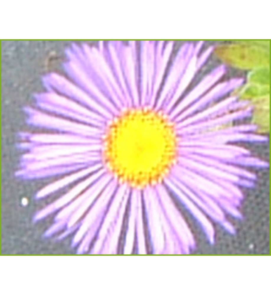 Erigeron Darkest of All (1lt)
