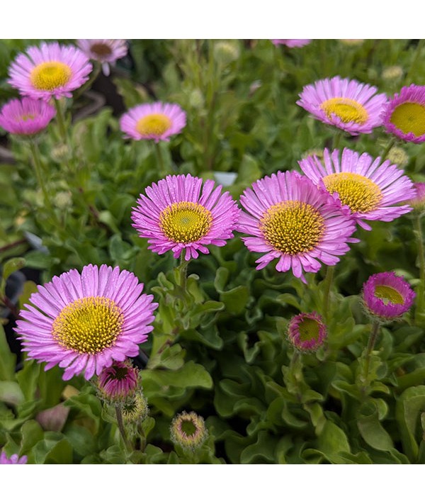 Erigeron glaucus Sea Breeze (1lt)