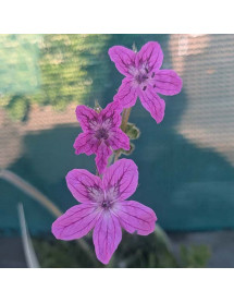 Erodium manescavii (1lt)