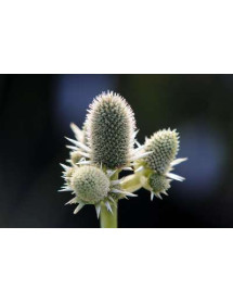 Eryngium agavifolium (3lt)