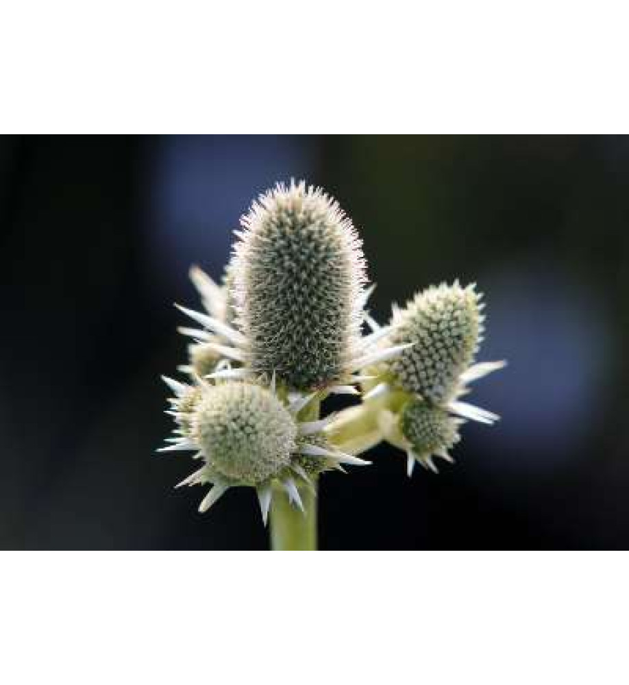 Eryngium agavifolium (3lt)