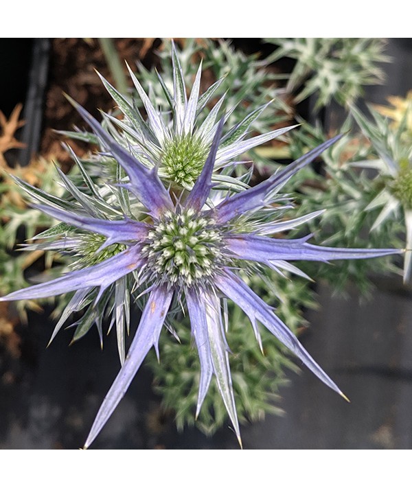 Eryngium bourgatii Oxford Blue (0.8lt)