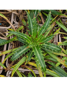 Eryngium cymosum (1.5lt)