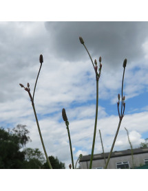 Eryngium ebracteatum poterioides (1lt)