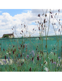 Eryngium ebracteatum poterioides (1lt)