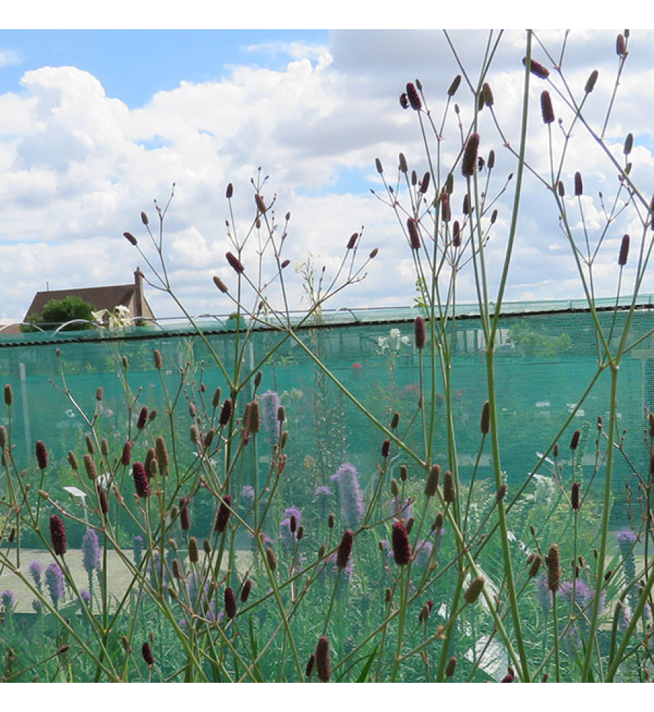 Eryngium ebracteatum poterioides (1lt)