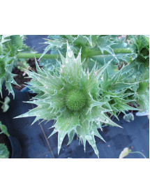 Eryngium giganteum Miss Willmott's Ghost (2lt) Eryngium giganteum Miss Willmott's Ghost (2lt)