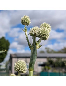 Eryngium Magical Silver Globe (0.8lt) Eryngium Magical Silver Globe (0.8lt)