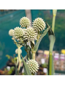 Eryngium Magical Silver Globe (0.8lt)