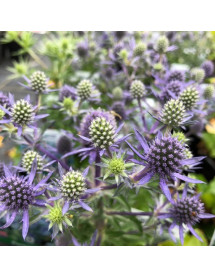 Eryngium planum Blue Hobbit (1lt)