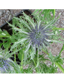 Eryngium Pen Blue (2lt)