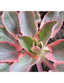 Eryngium planum Jade Frost (1lt)