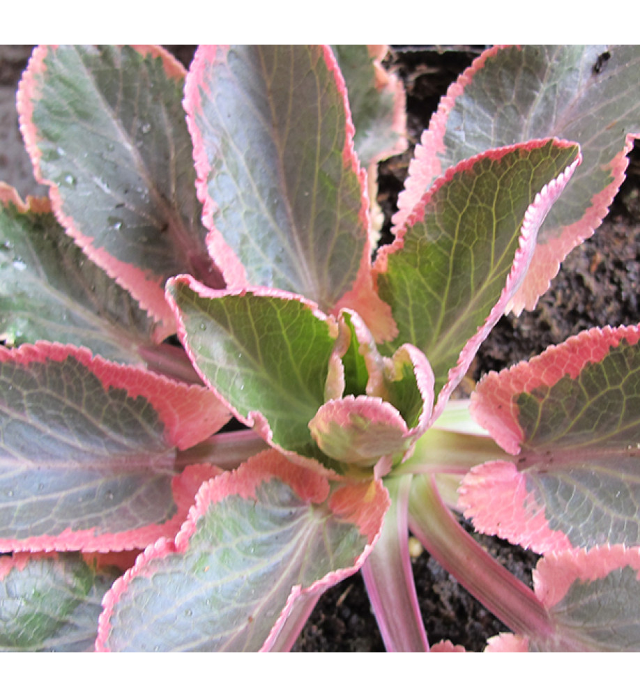 Eryngium planum Jade Frost (1lt)
