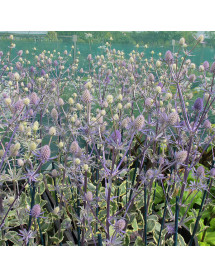 Eryngium planum Jade Frost (1lt) Eryngium planum Jade Frost (1lt)