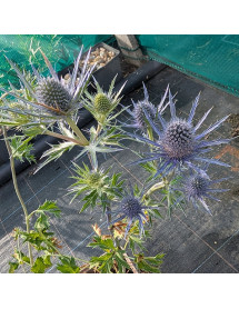 Eryngium x zabelii Violetta (1.5lt)
