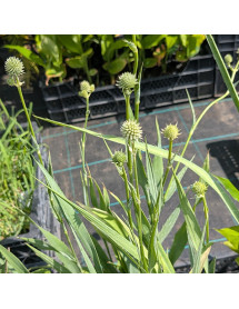 Eryngium yuccifolium (1.5lt) Eryngium yuccifolium (1.5lt)