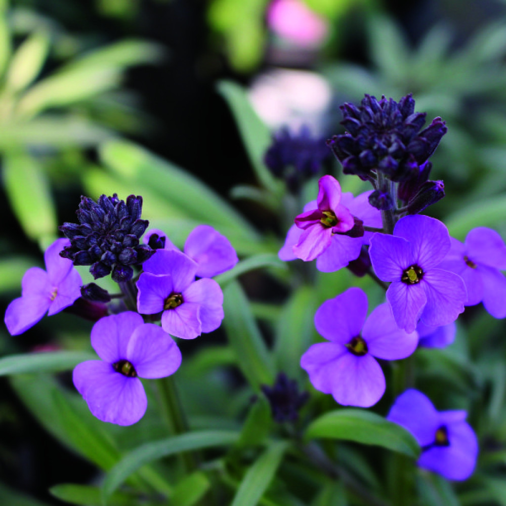 Erysimum Bowle's Mauve (1lt) Erysimum Bowle's Mauve (1lt)
