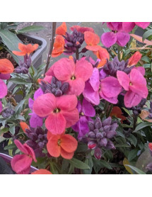 Erysimum Erysistible Magenta (0.8lt)