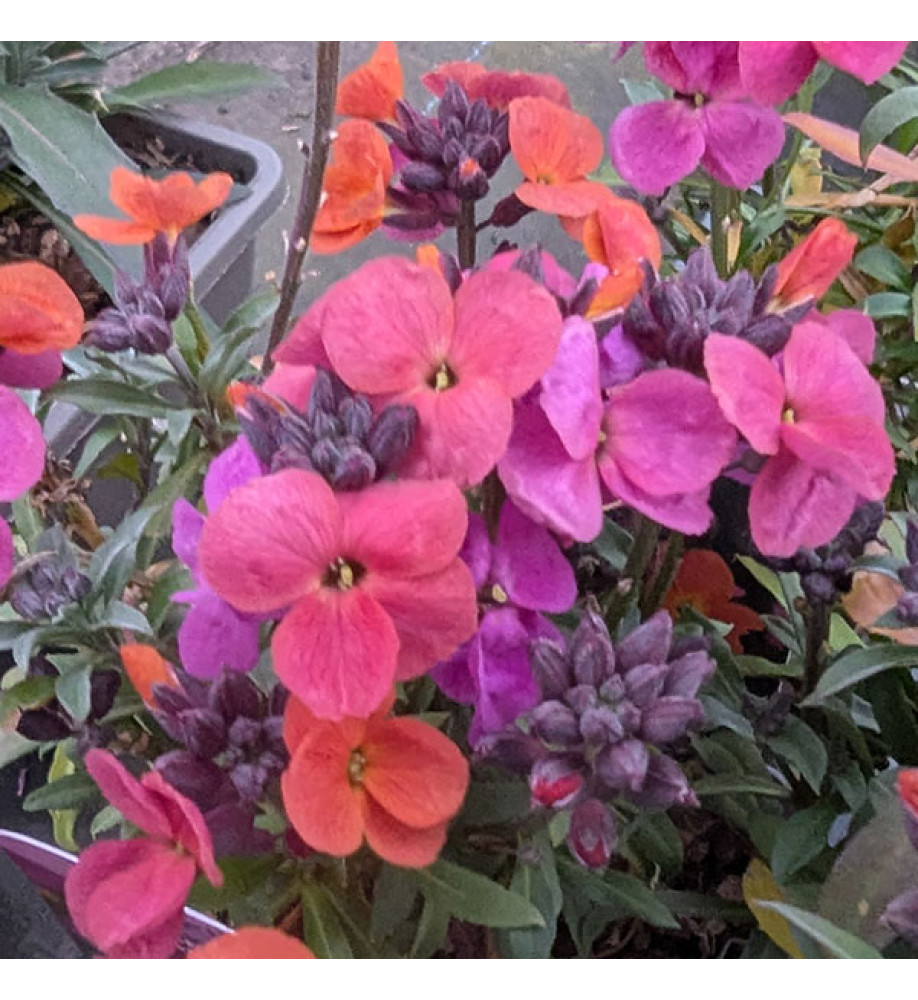Erysimum Erysistible Magenta (0.8lt)