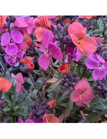Erysimum Erysistible Magenta (0.8lt)
