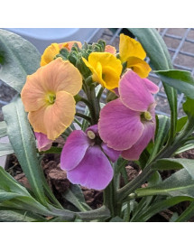 Erysimum Erysistible Tricolour (9cm)