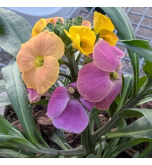 Erysimum Erysistible Tricolour (9cm)