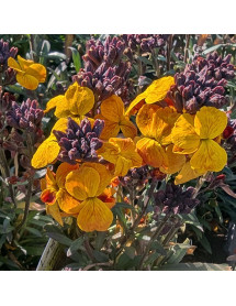 Erysimum Erysistible Yellow (0.8lt)